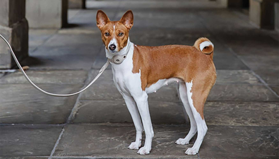 Los nuevos collares de Nina Woof integran un espacio espec�fico para dispositivos tecnol�gicos de rastreo como el AirTag...