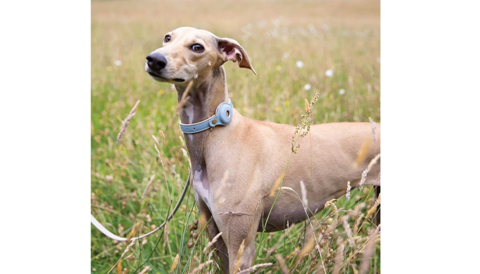 El mercado de productos inteligentes para mascotas alcanzar� los diez mil millones de euros en 2028 en Espa�a...