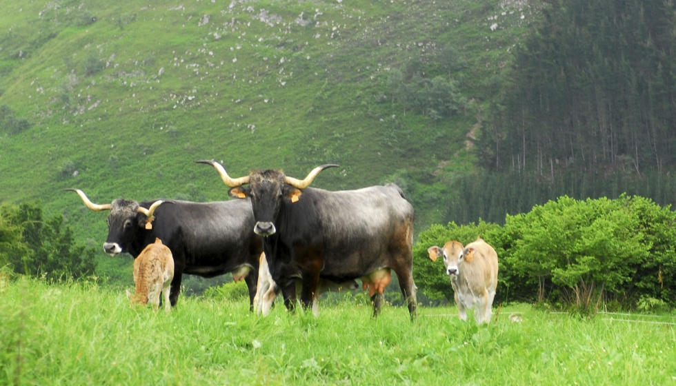 Vacas de raza Tudanca en una explotacin de montaa