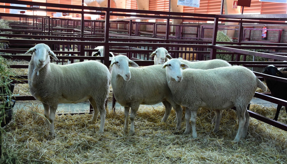 Foto de Aumenta en los ltimos aos la prolificidad en los rebaos de la raza ovina Castellana