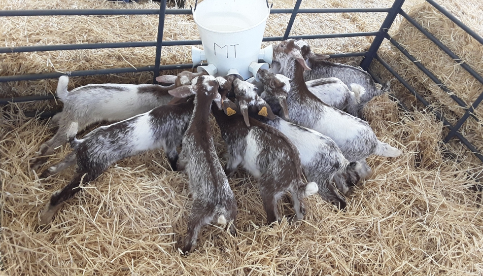 Foto de La cotizacin del cabrito lechal en Andaluca aumenta un 8,9% en el ltimo ao