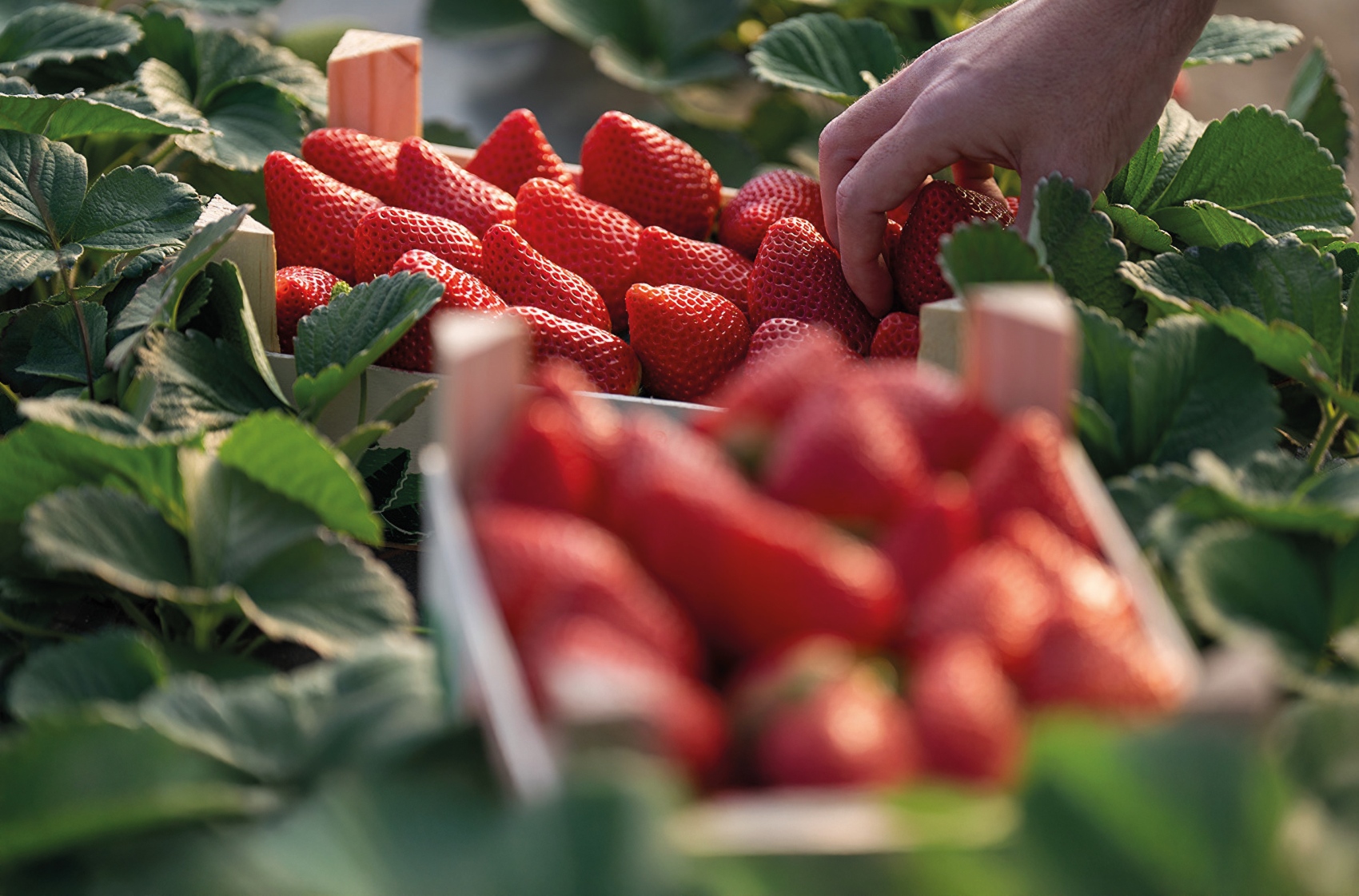 Imagen de la recolecci�n de la fresa