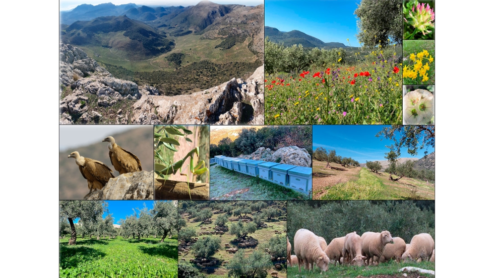 Finca Regenerativa Valle del Conde