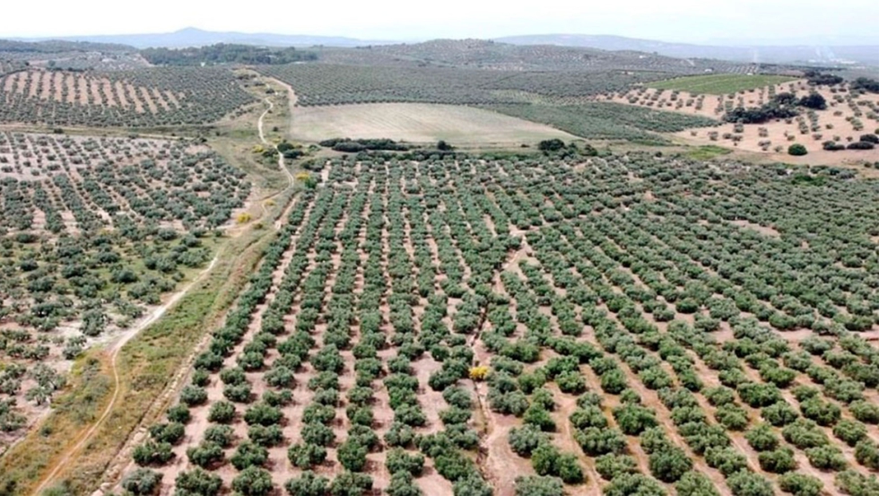 Figura 1. Paisaje de olivar. Fuente propia