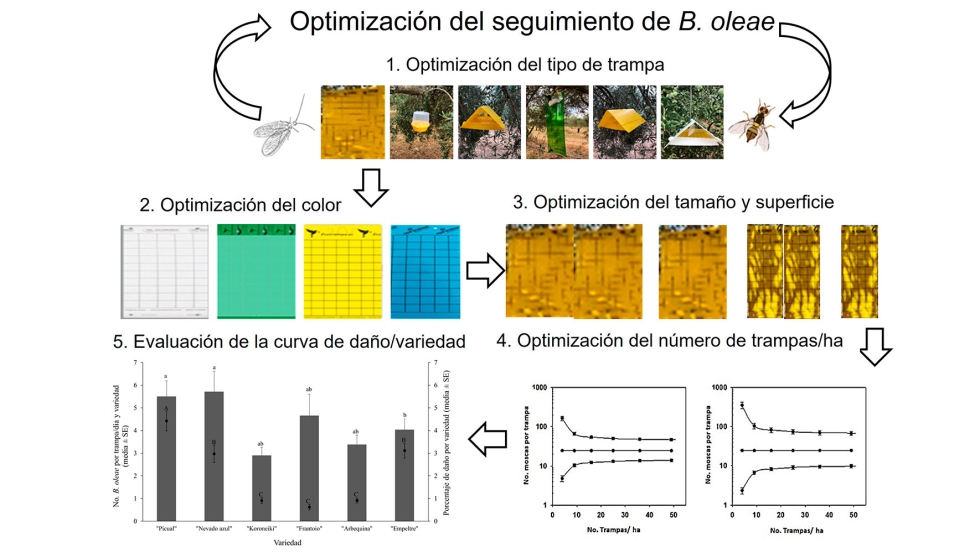 Figura 2. Secuenciaci�n de los ensayos llevados a cabo...