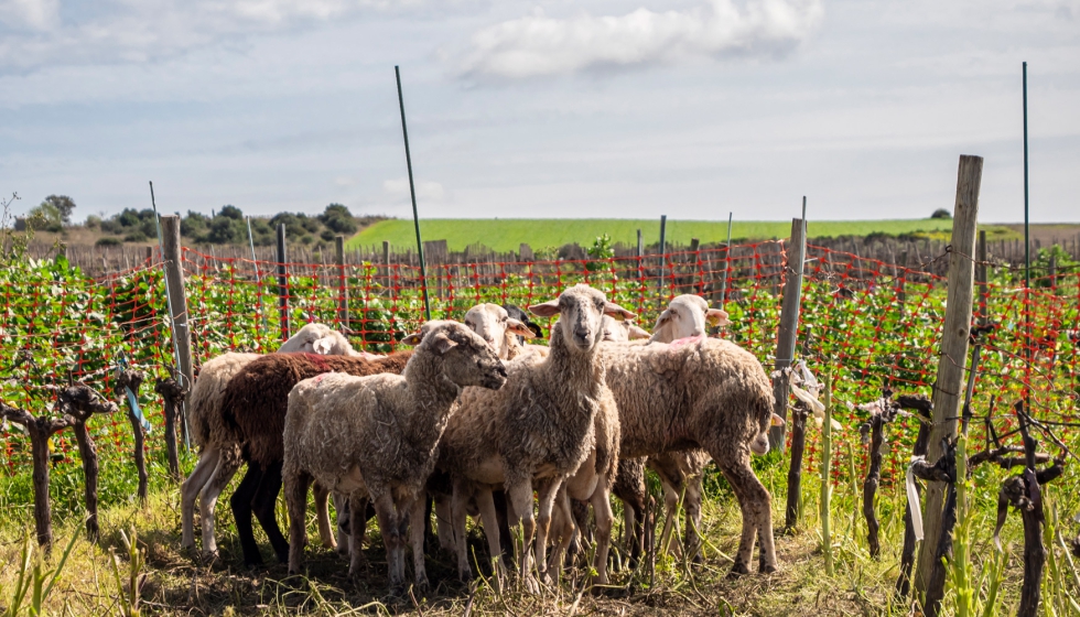 Cubierta vegetal manejada con ovejas