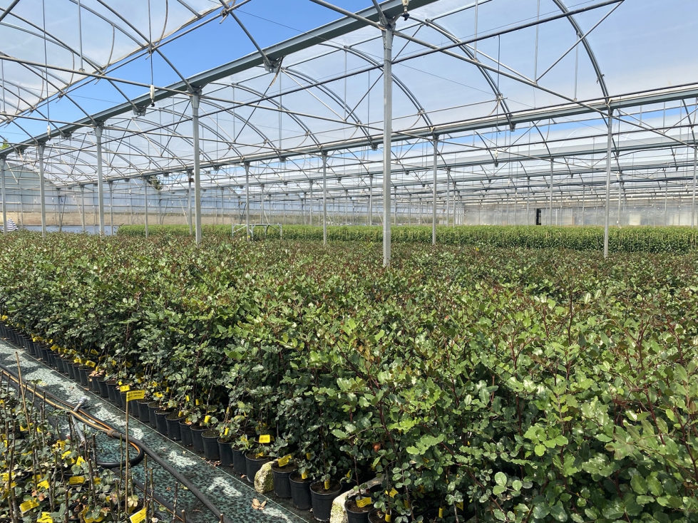 Planta de algarrobo en vivero