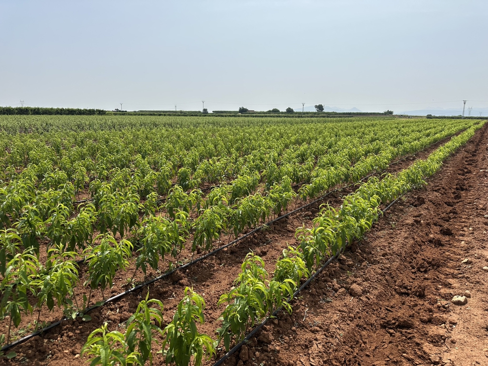 Planta fruta de hueso en vivero de campo