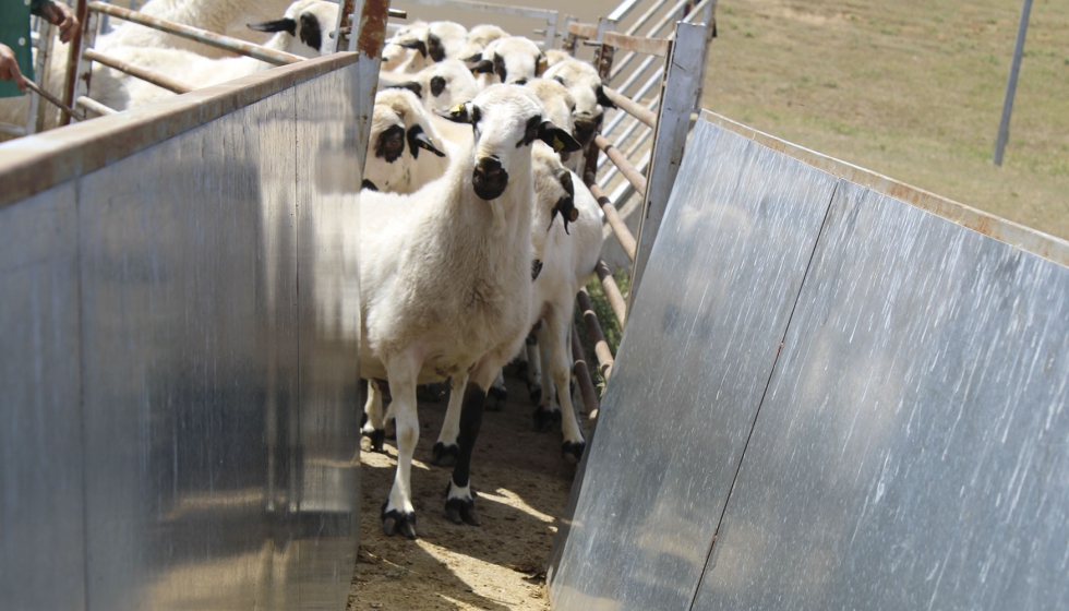 Animales en las instalaciones de Ovig�n