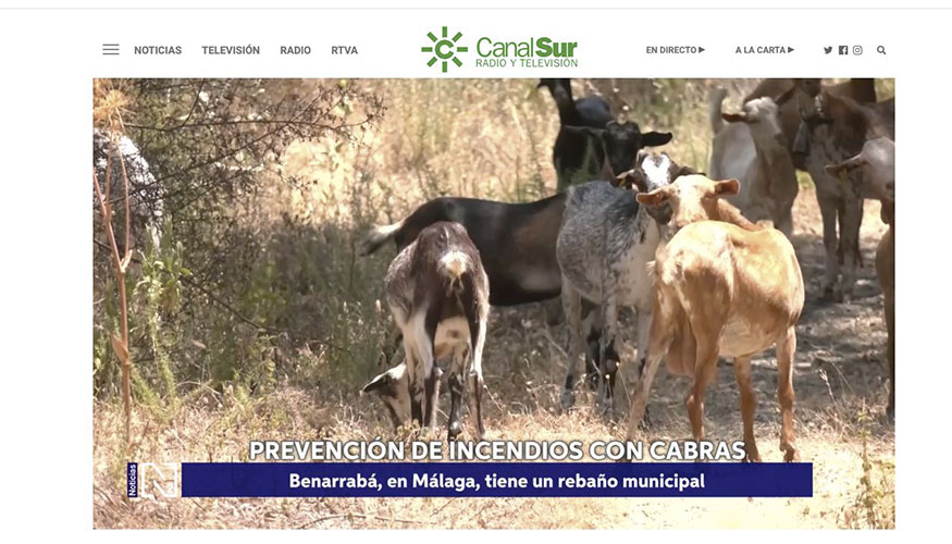 Pantallazo del reportaje emitido en Canal Sur sobre el rebao de cabras bombero en Benarrab (Mlaga)