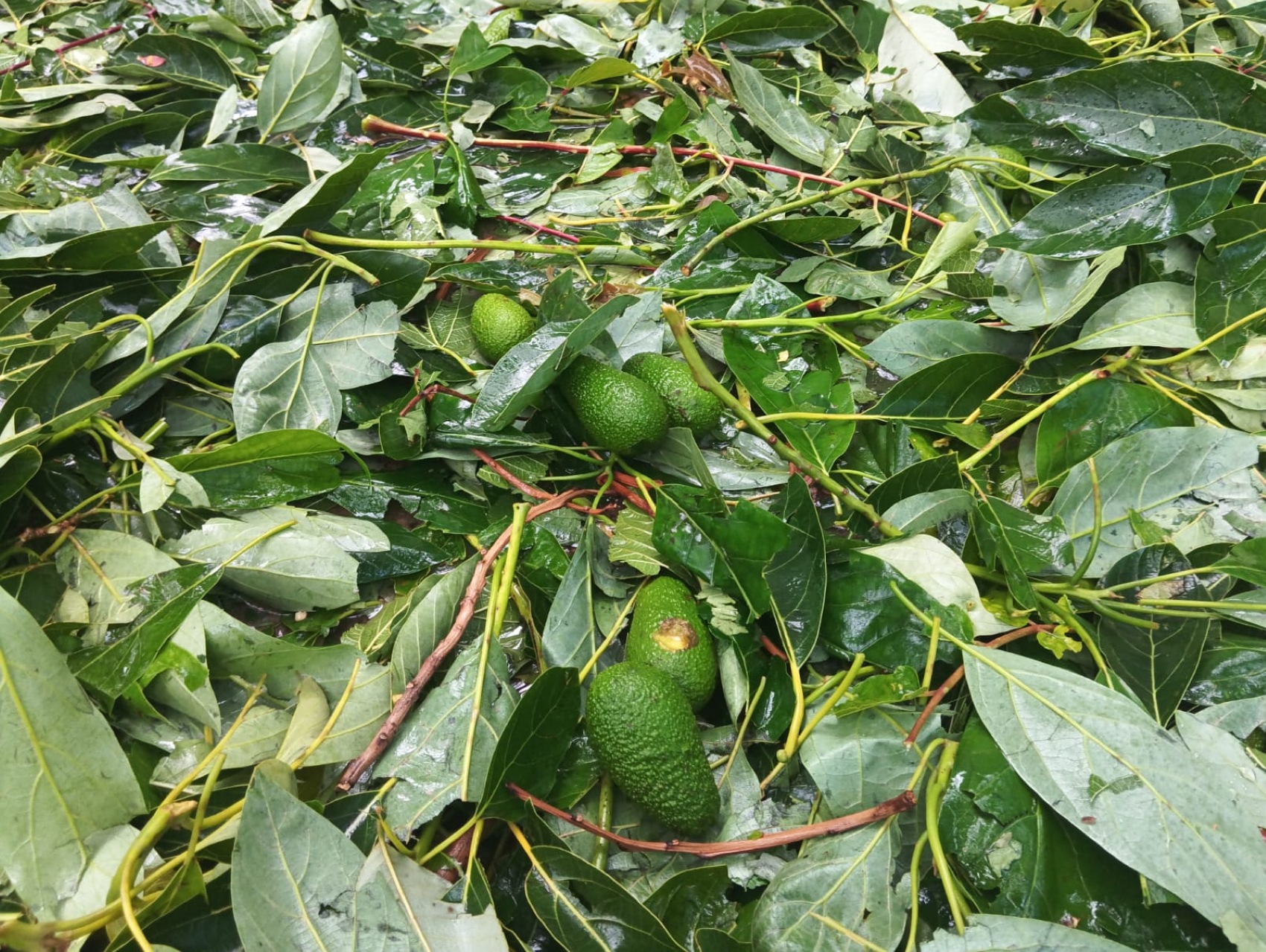 Imagen de los daos provocados por el pedrisco, facilitada por La Uni Llauradora