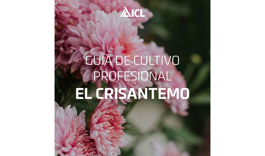 Portada de la 'Gua para el cultivo profesional del crisantemo', disponible en la web de ICL...