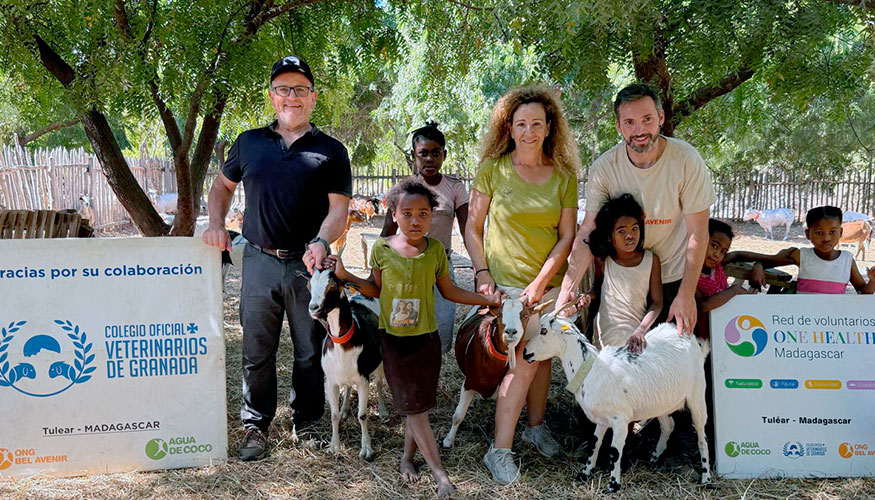 Foto de Aplicada la mejora gentica de las cabras de la granja escuela de Mangily (Madagascar)