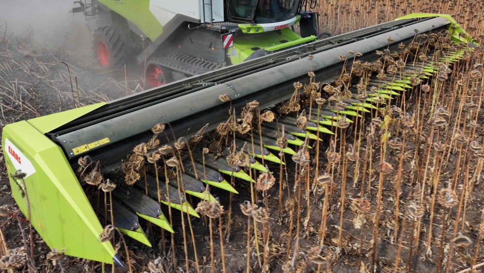 Los cabezales SUNSPEED se pueden montar en las cosechadoras LEXION y TRION