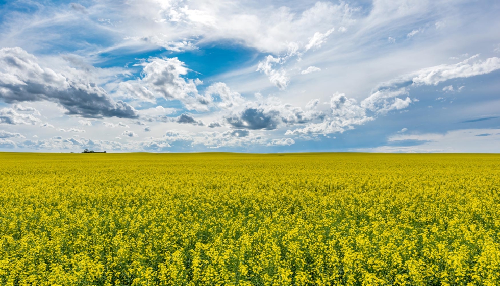 Campo de canola en Saskatchewan, Canad�