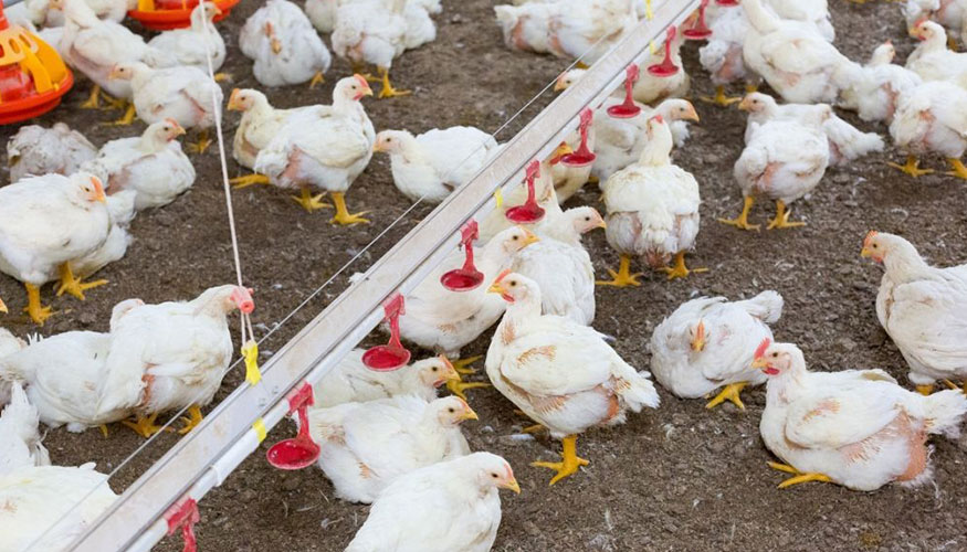 Granja de pollos de engorde