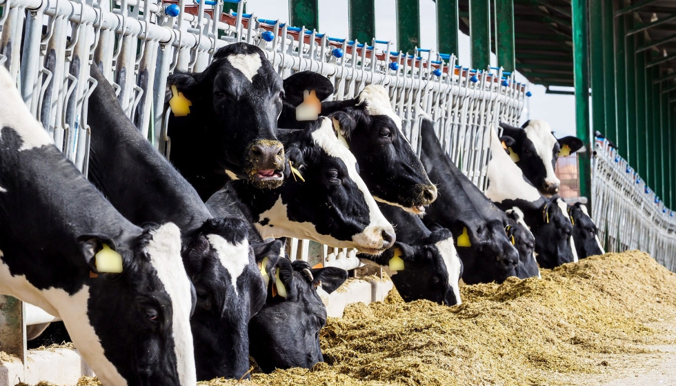 Vacas de aptitud lechera