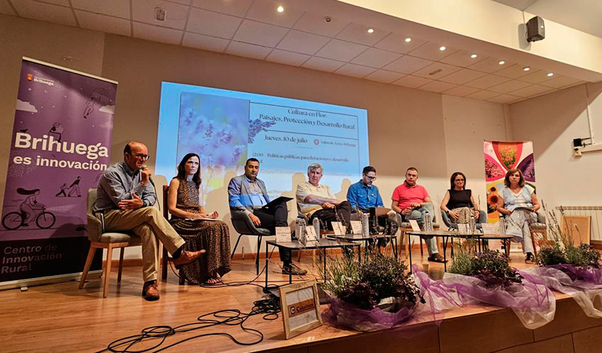La floraci�n de los cultivos de lavanda en Castilla-La Mancha, como los de Brihuega...