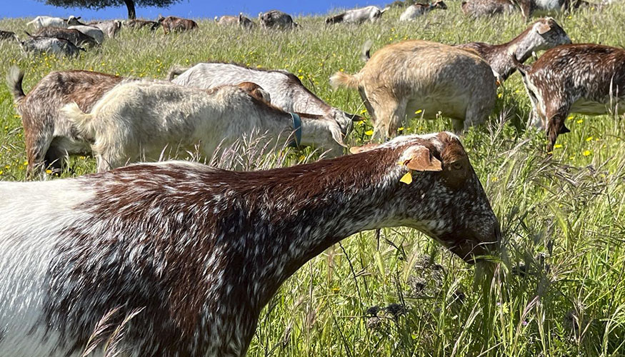 Ejemplares de raza Florida