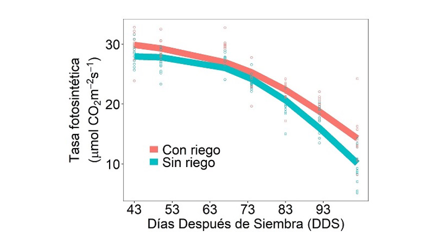 Figura 4. Datos agron�micos obtenidos con la plataforma PheWheat