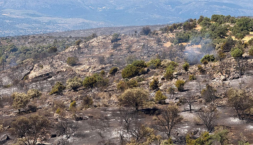 Monte quemado tras el incendio forestal en Navaluenga (�vila)