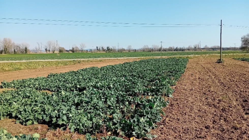 Ensayo en campo en el marco del grupo operativo HOLL-HEAR