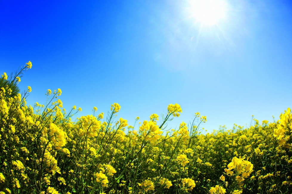 Ante los retos que debe afrontar el cultivo de colza, la investigacin aplicada ser una actividad cada vez ms relevante...