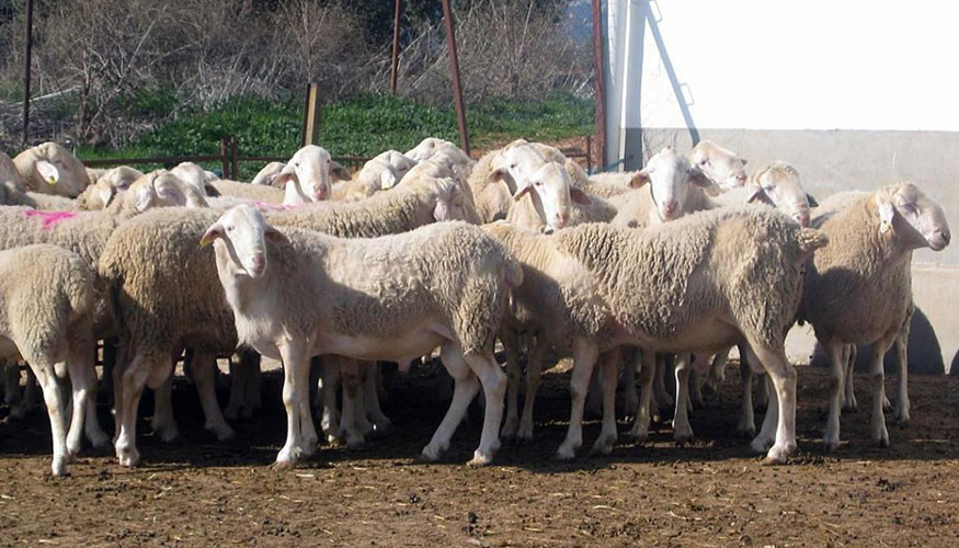 Ovejas de raza Manchega