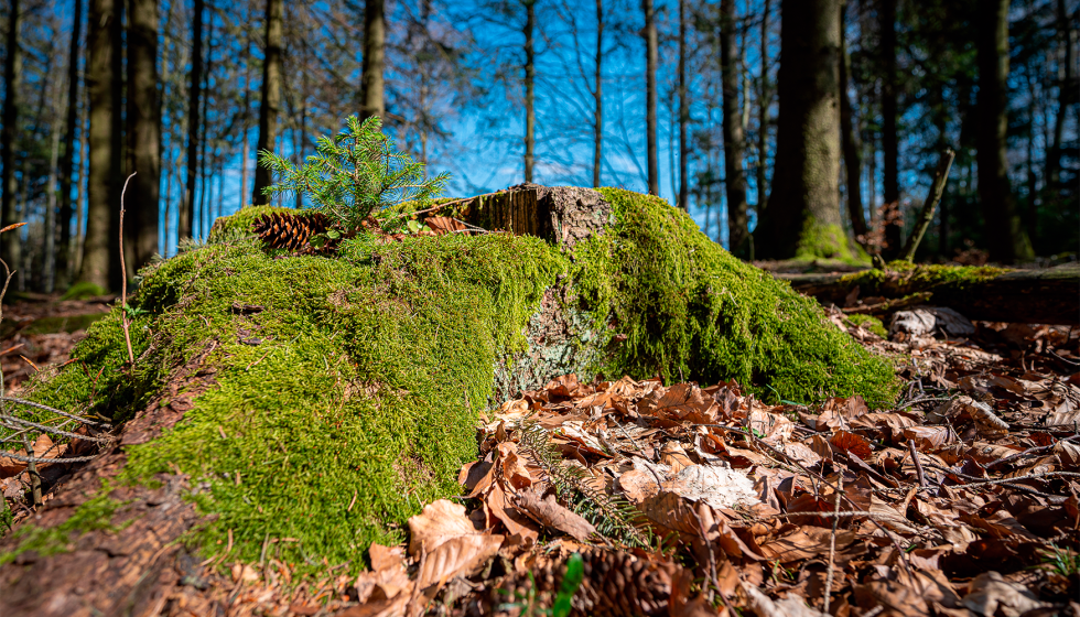 �La movilizaci�n sostenible de biomasa forestal permitir�a reducir de forma significativa la carga vegetal inflamable...