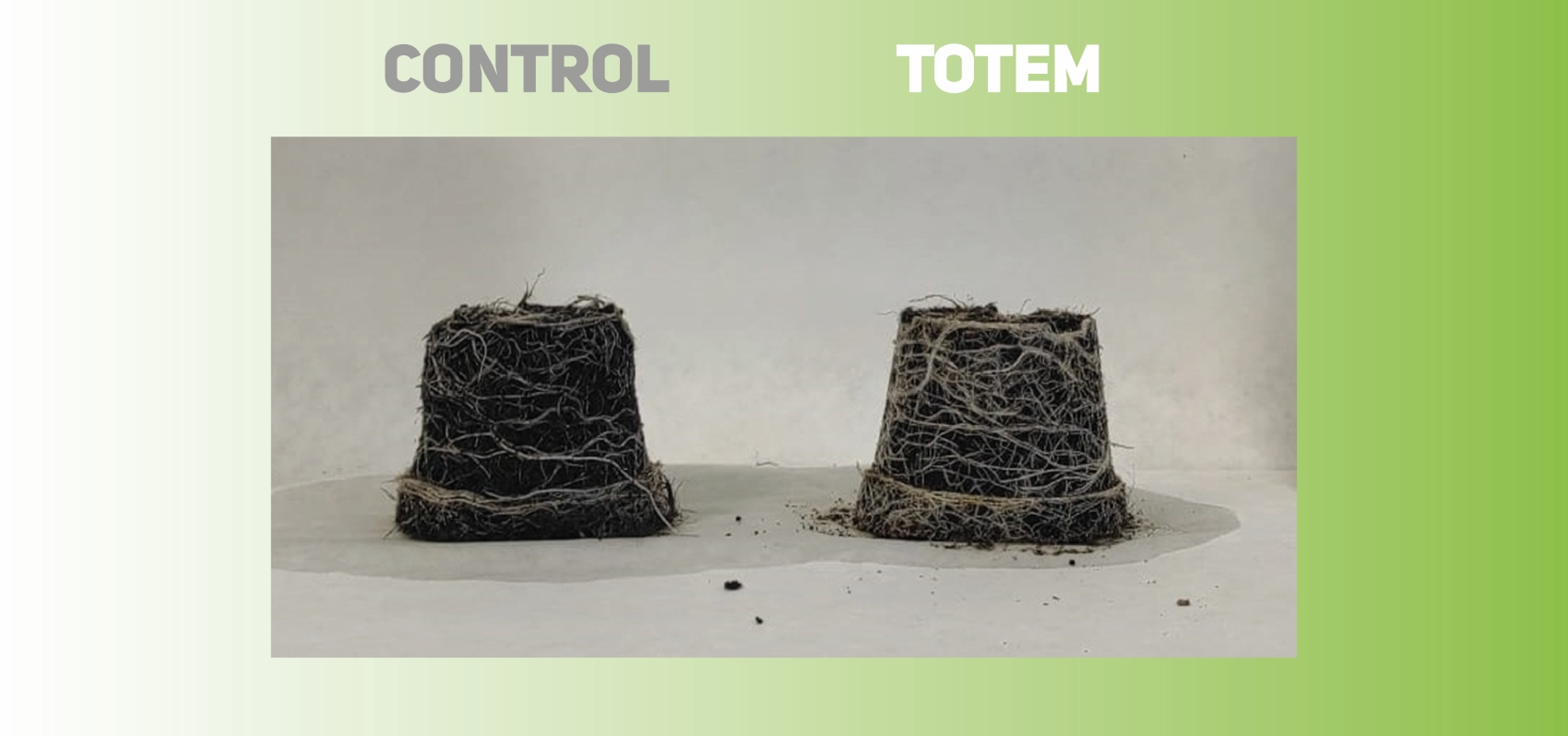 Comparativa entre el testigo y el suelo en el que se ha utilizado TOTEM