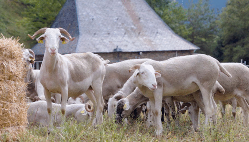 Ejemplares del rebao pblico del proyecto Ovihuec.dat