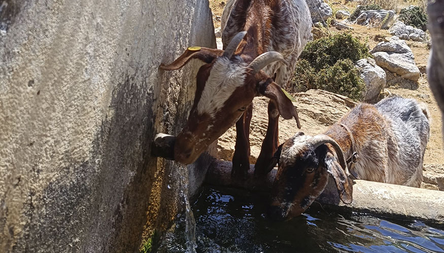 Ejemplares de la nueva ganader�a de Mois�s Mangana Melgar