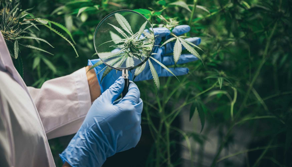 El cannabis medicinal gana protagonismo en la industria farmacéutica como alternativa terapéutica en diversas patologías...
