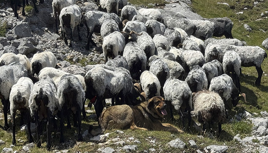 Reba�o de ovejas en la zona de Picos de Europa