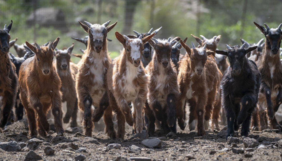 Chivas de la raza Palmera en La Caldera de Taburiente. Autor: Sa�l Santos