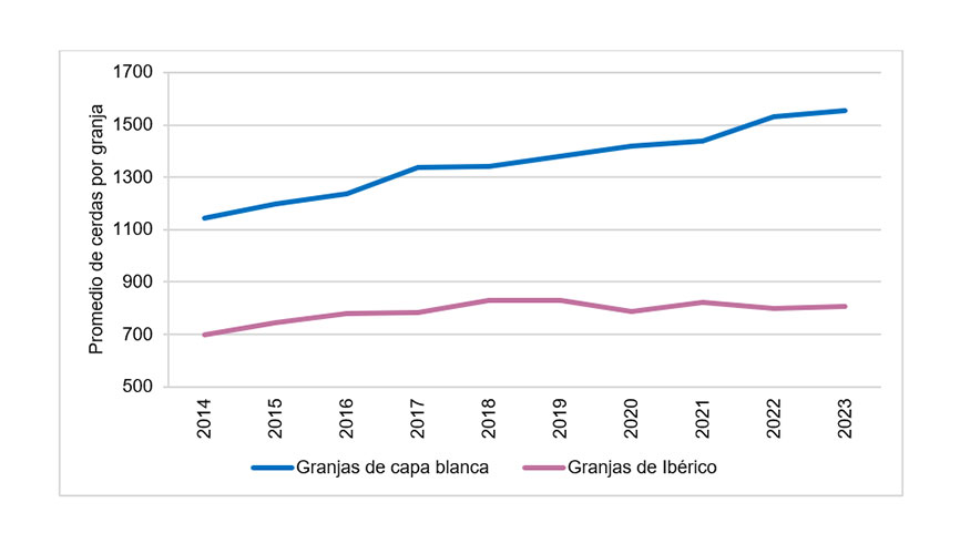 Figura 2. Evolucin del tamao medio de las granjas de capa blanca e ibrico desde 2014 a 2023. Fuente: BDporc (2024)
