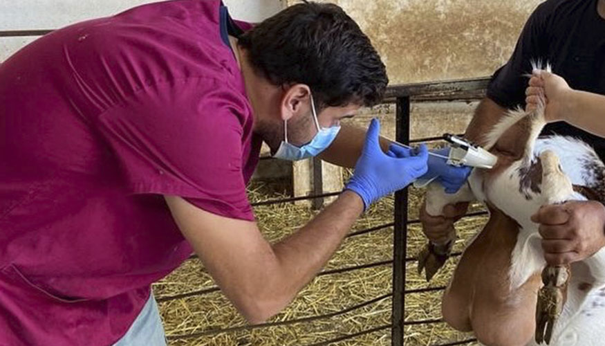 Inseminacin de una cabra de raza Florida