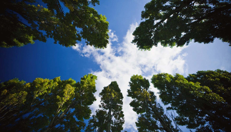 Los Brother Forests en Japón se registran en las Naciones Unidas para el Medio Ambiente como OECM – Interempresas.net