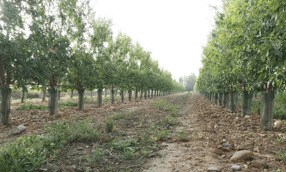Cultivo de almendro en seto