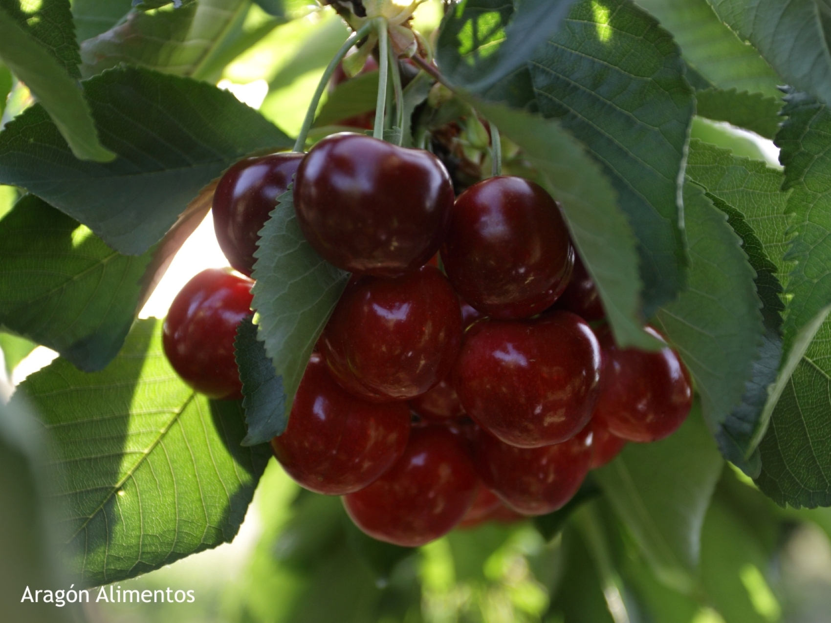 Imagen proporcionada por la campaa 'Aragn sabor de verdad'