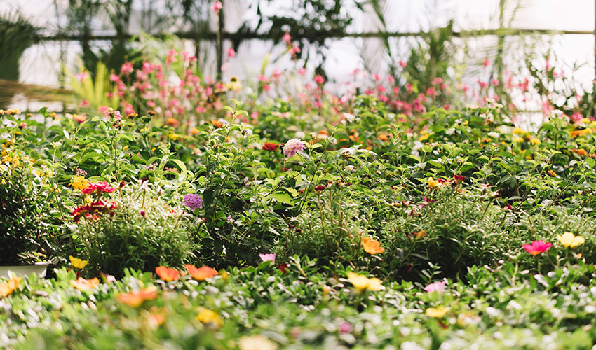 Las plantas de flor resistentes permiten crear jardines llenos de color durante el verano sin necesidad de grandes cuidados...