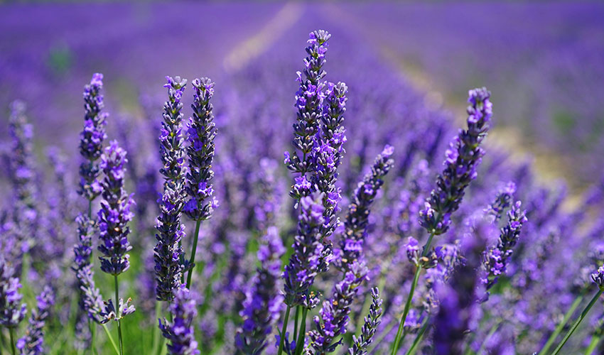 Lavanda