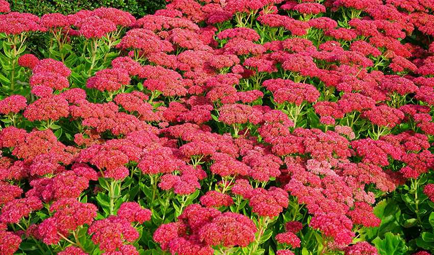 Sedum