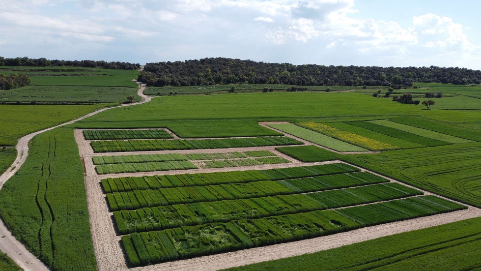 Ensayo en Artesa de Segre (Lleida) a cargo del IRTA