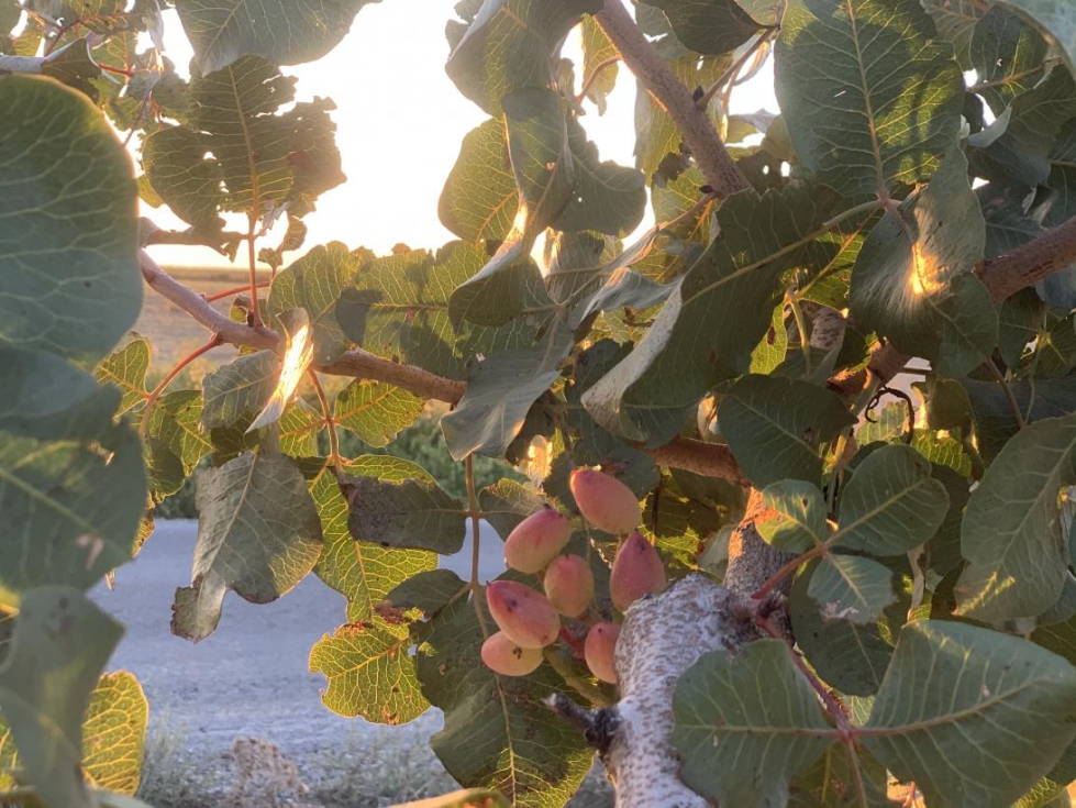 La comercializacin de frutos secos disfrutara de un arancel cero con EEUU, segn fuentes de la UE