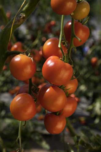Rama con tomates ecolgicos maduros
