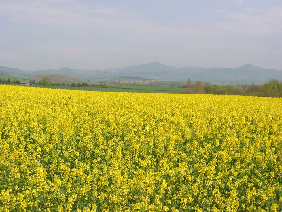 La colza alcanz� este a�o rendimientos r�cord en Navarra, con producciones en secano por encima de los 3.300 kg/ha