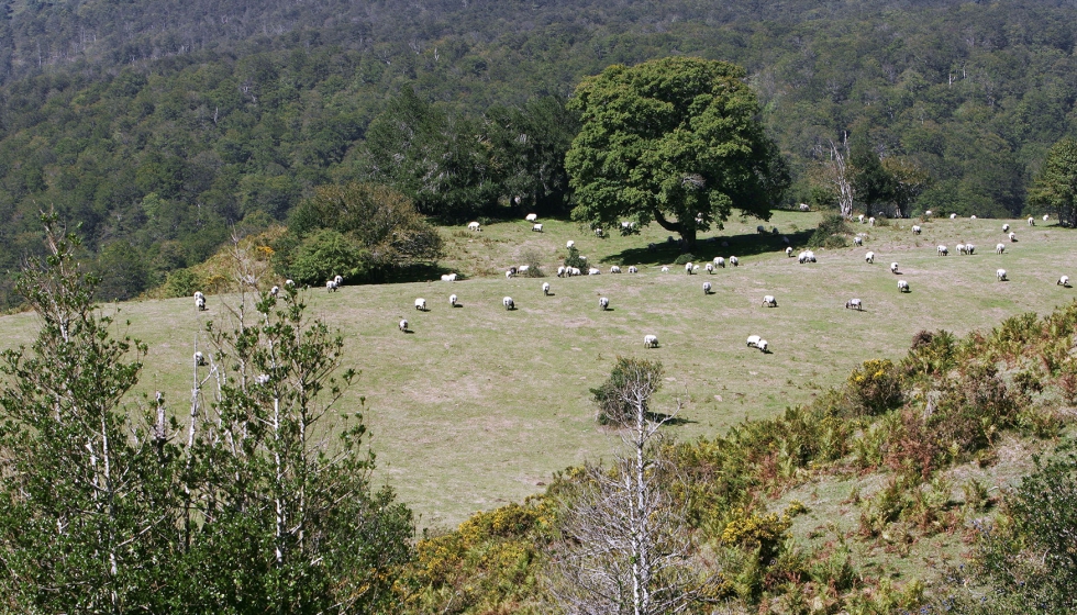 Ovejas pastando en los montes de Irati