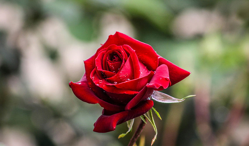 La flor perfecta es el resultado de una planificacin experta y un mantenimiento constante durante la temporada estival