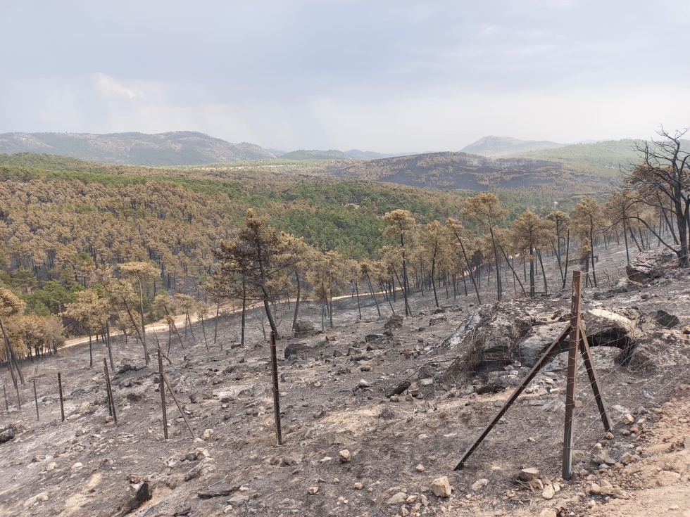 ASAJA denuncia las restricciones que impone la normativa medioambiental como se aprecia en esta parcela cerrada al ganado y devorada por las llamas...
